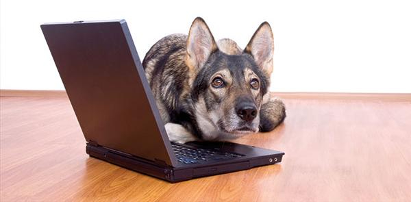 dog  with computer